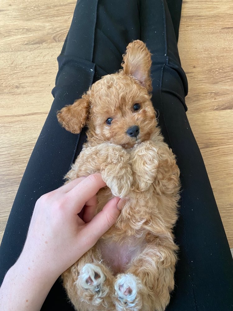 Hundetreffen-Welpentreffen in St. Pauli / Schanze mit kleineren Rassen 🐶-Profilbild