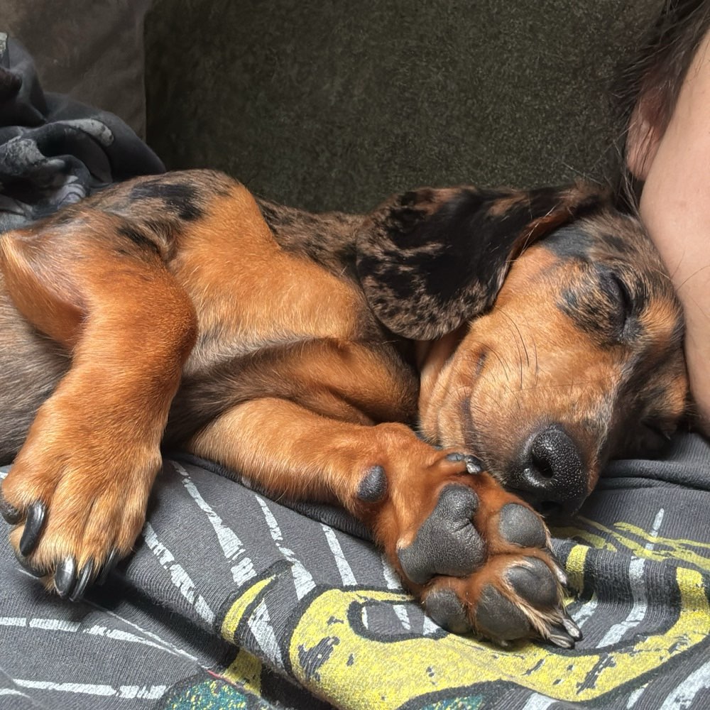 Hundetreffen-Kleine Hunde-Profilbild