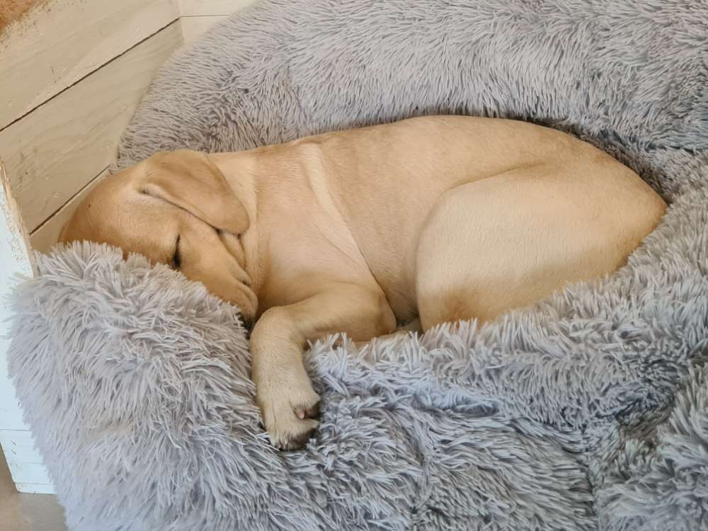 Hundetreffen-Junghund Labrador weiblich 7 Monate-Profilbild