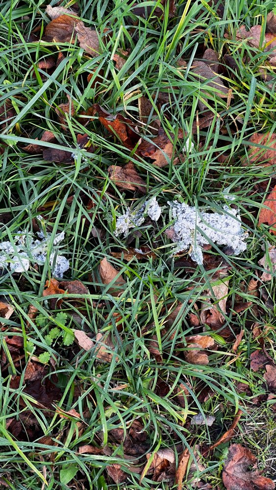 Giftköder-Eventuell Gift-Profilbild