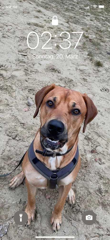 Hundetreffen-Spielkameraden und Spaziergangskumpel/Kumpeline gesucht-Profilbild