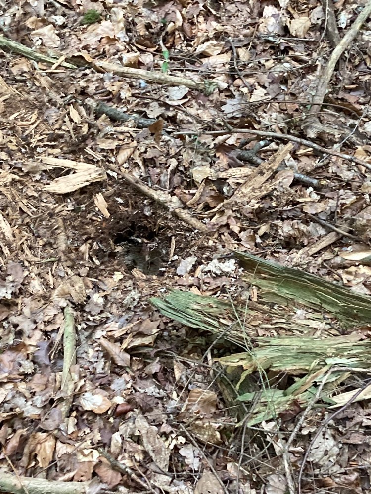 Giftköder-Erdwespennest-Profilbild