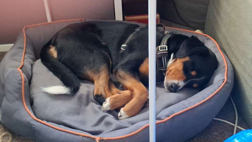 Hundetreffen-Gemeinsam Gassi gehen-Profilbild