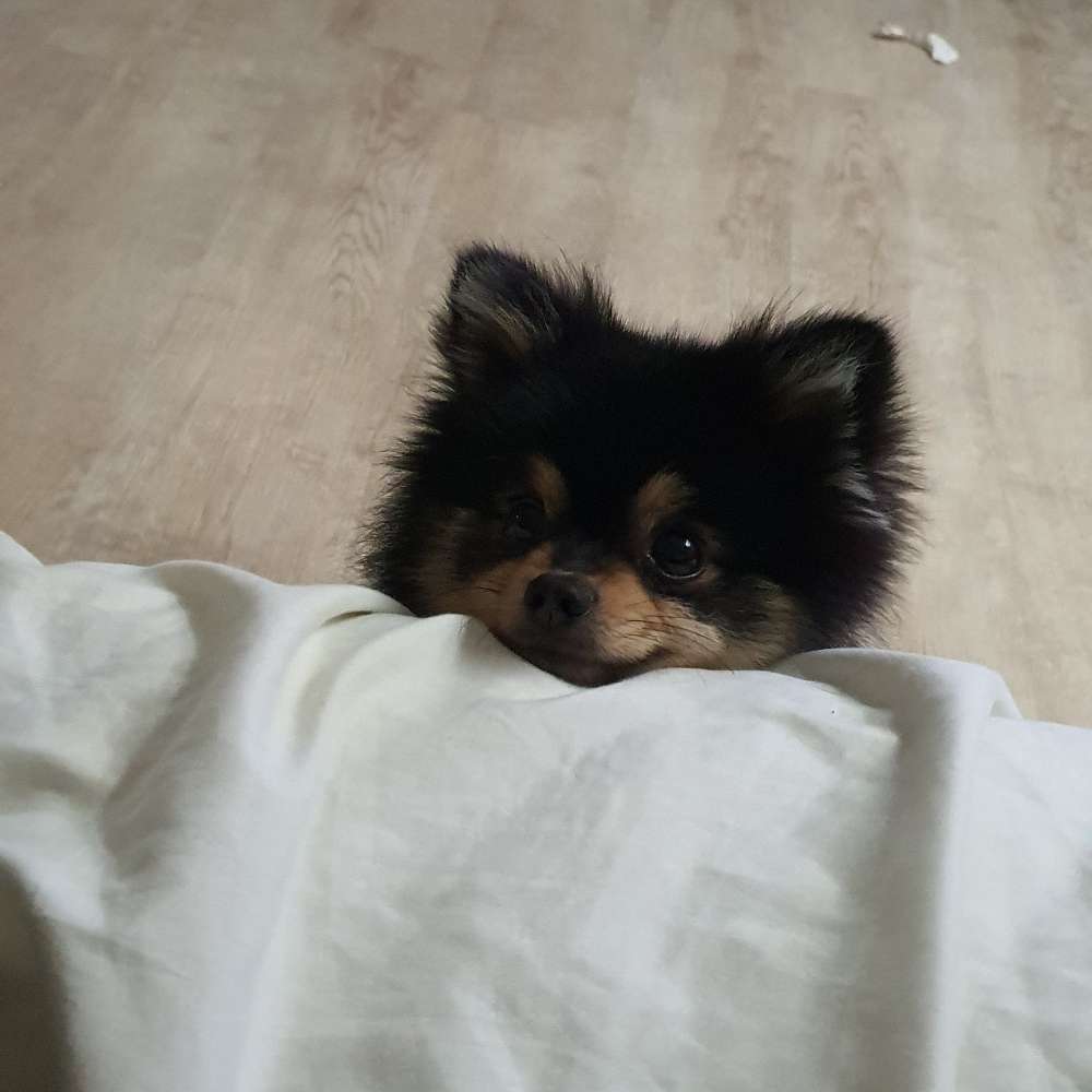 Hundetreffen-Spiel und Spaßtreff-Profilbild