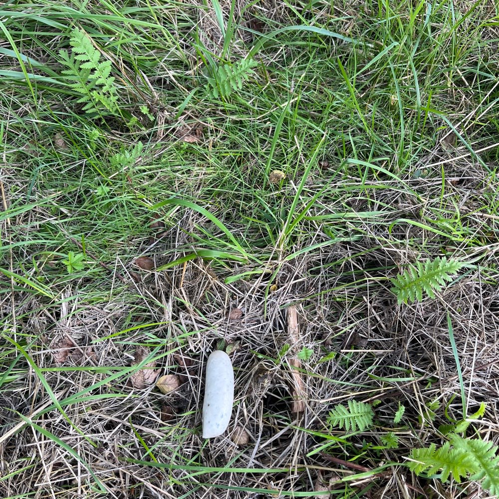 Giftköder-Evtl. Giftköder-Profilbild