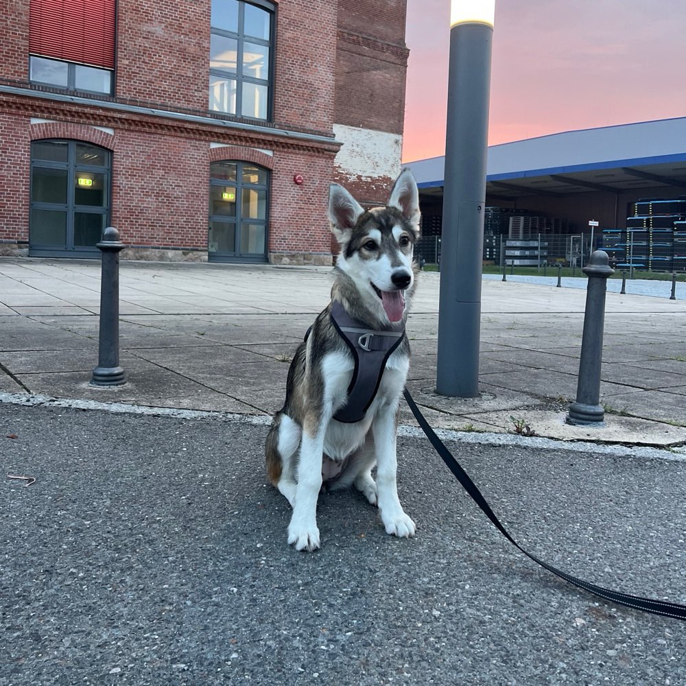 Hundetreffen-Gassi/Hundetreff ☀️-Profilbild