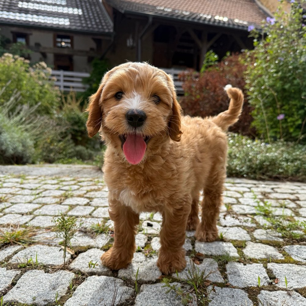 Hundetreffen-Welpen-Spielrunde Oberbaselbiet-Profilbild