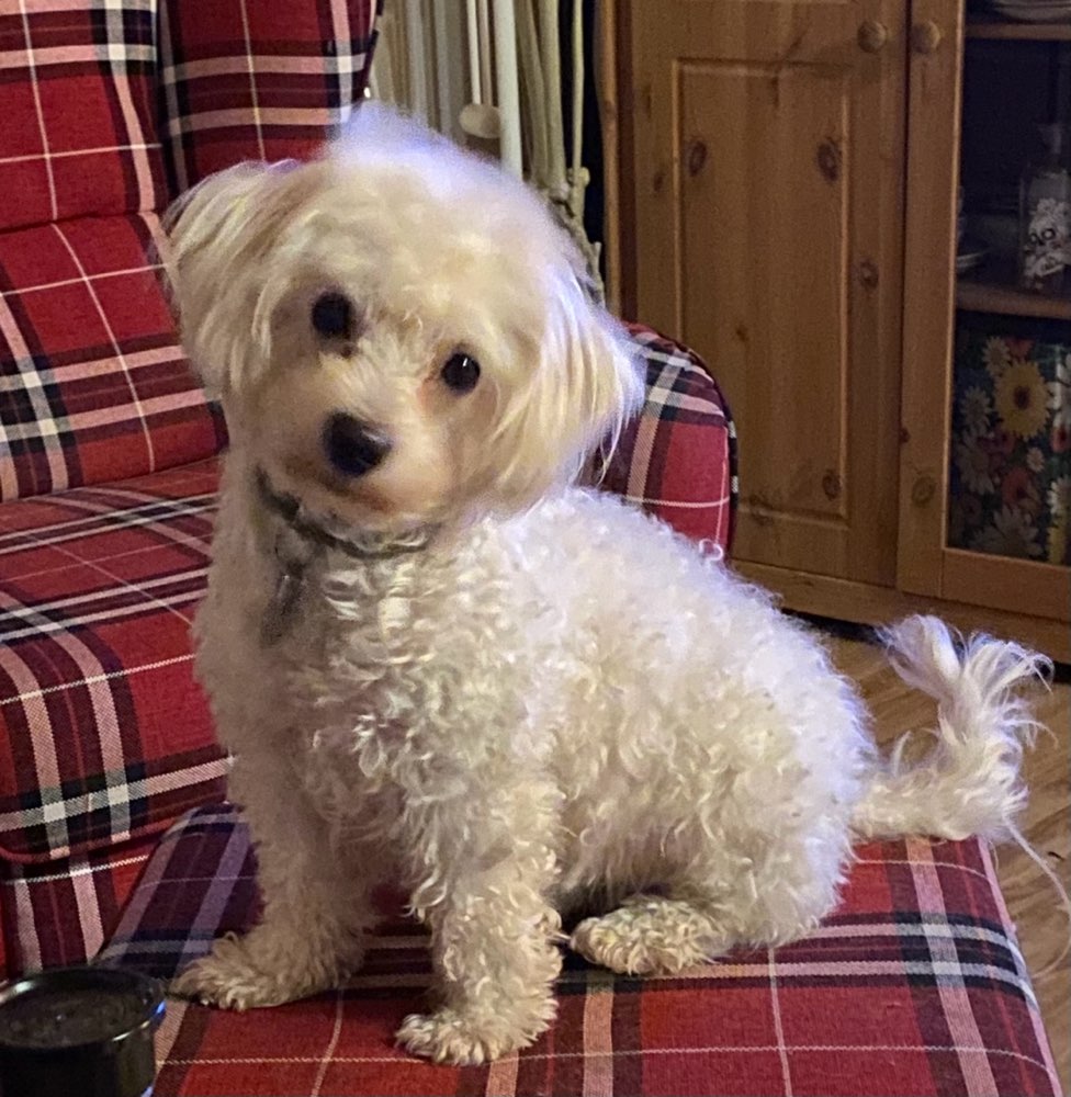 Hundetreffen-Spielen, Gassi und vielleicht in den Wald-Profilbild