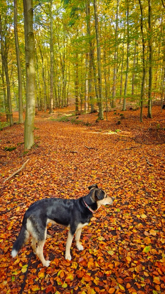 Hundetreffen-Gemütliche & bei Bedarf lange Gassirunde-Profilbild