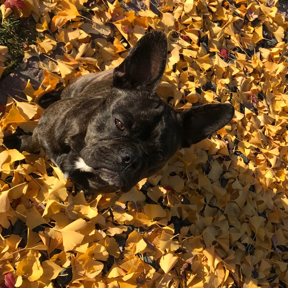 Hundetreffen-Spielgefährte gesucht-Profilbild