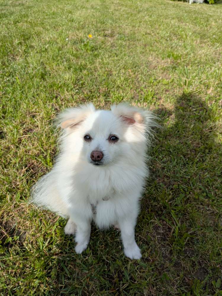 Hundetreffen-Gemeinsame Gassirunde (Kleinhunde)-Profilbild