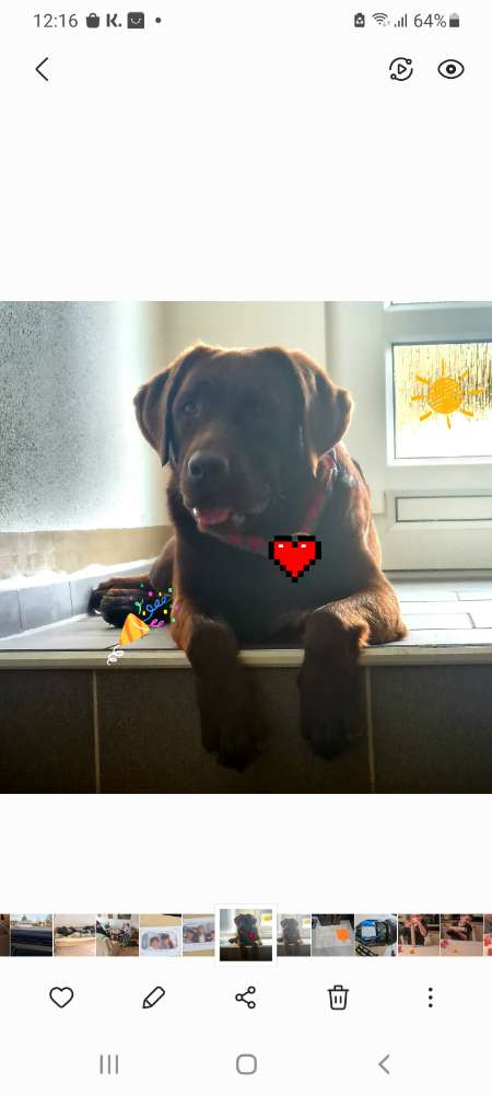 Hundetreffen-Gemütliche  Spazierrunde-Profilbild