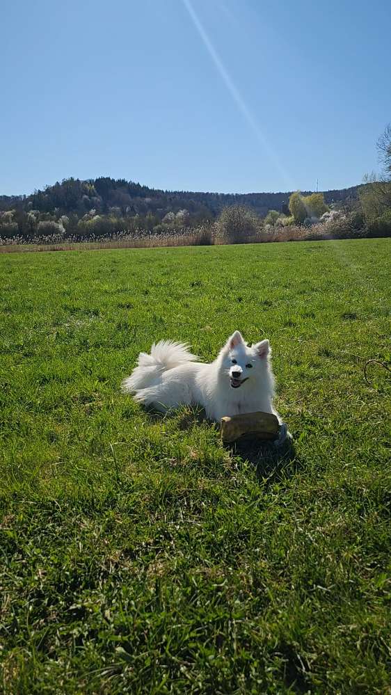 Hundetreffen-Ruhigen Hund für gemeinsame Gassirunden gesucht-Profilbild