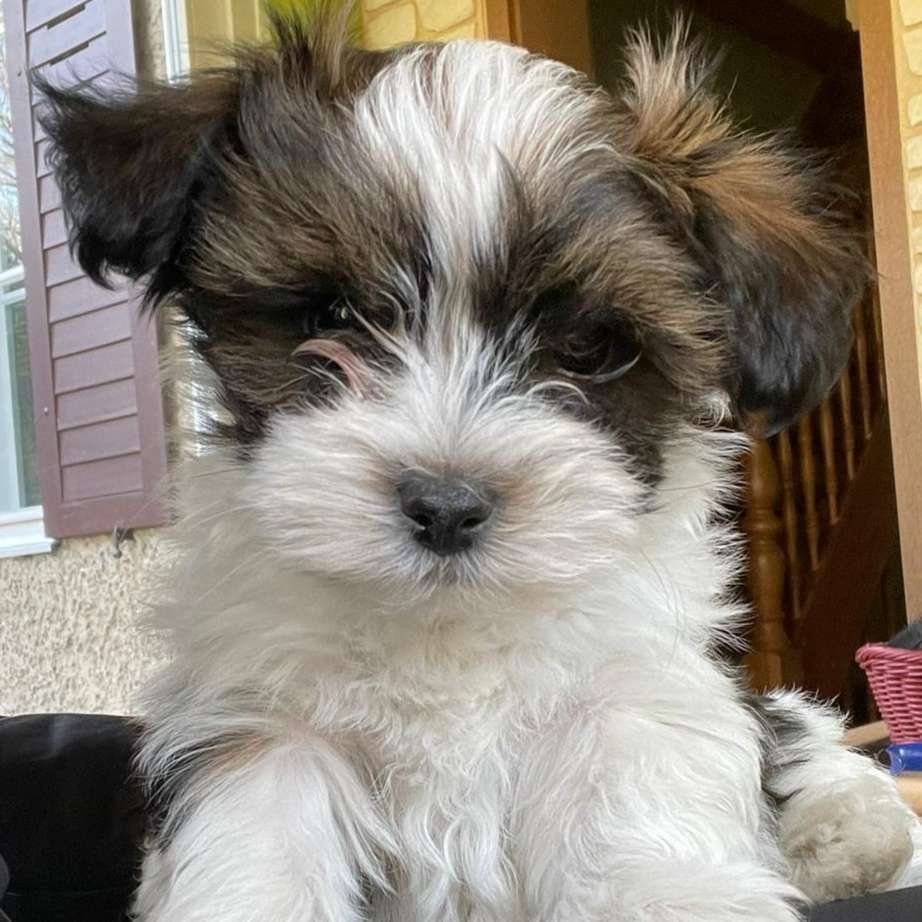 Hundetreffen-Welpentreff Potsdam Kirchsteigfeld-Profilbild