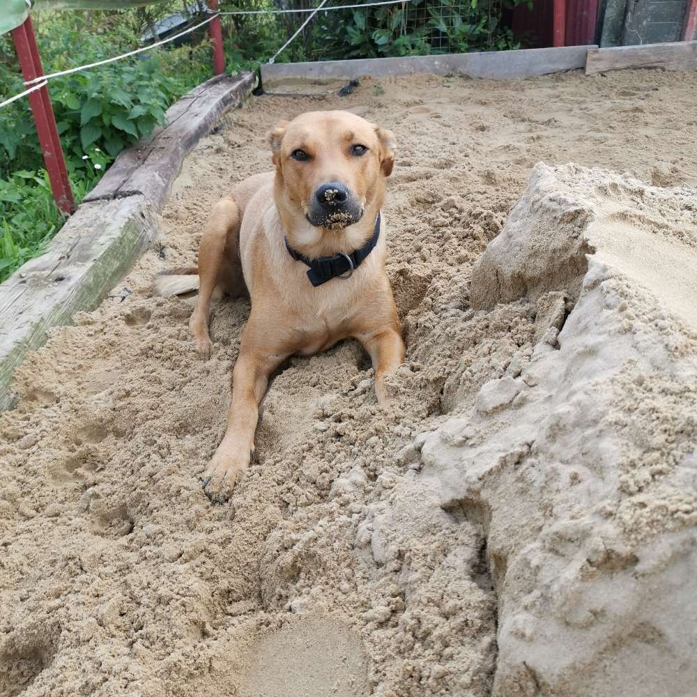 Hundetreffen-Amy sucht Spielkameraden-Profilbild