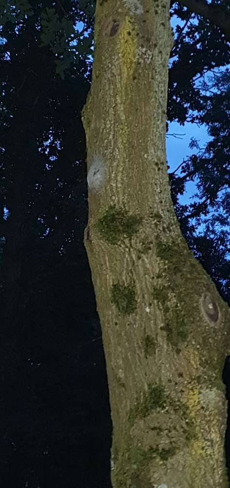 Giftköder-Eichenprozessionsspinner-Profilbild