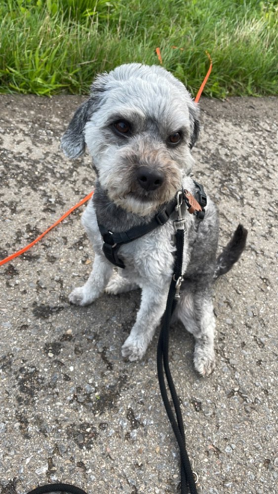 Hundetreffen-Übungstreffen Hundeführerschein-Profilbild