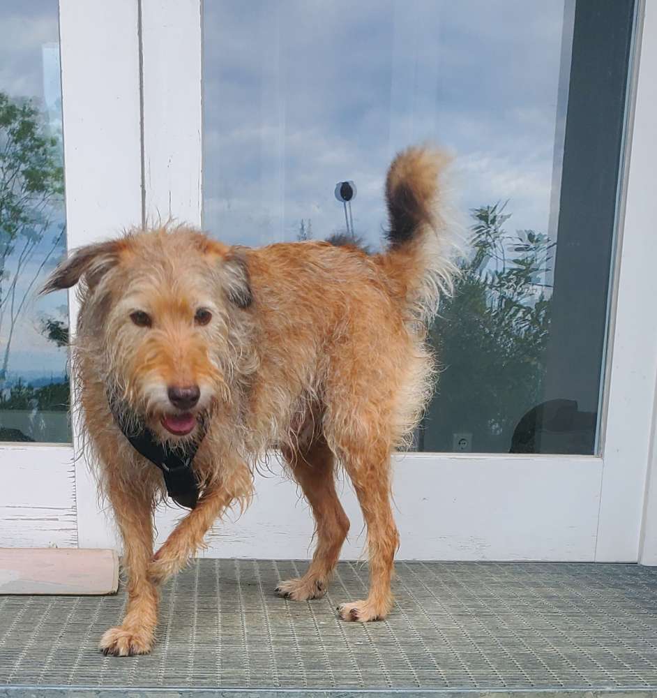 Hundetreffen-Hundeausbildung-Profilbild