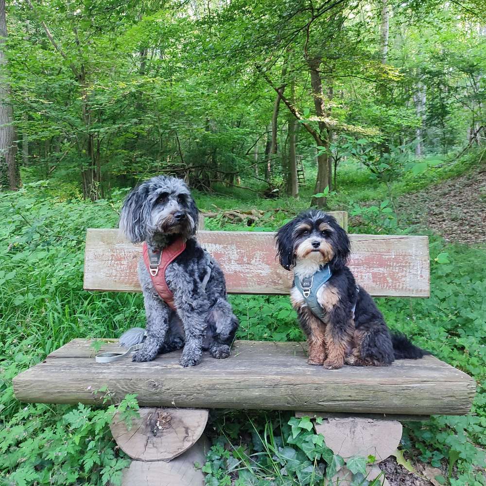 Hundetreffen-Gassirunde um Lonnig-Profilbild