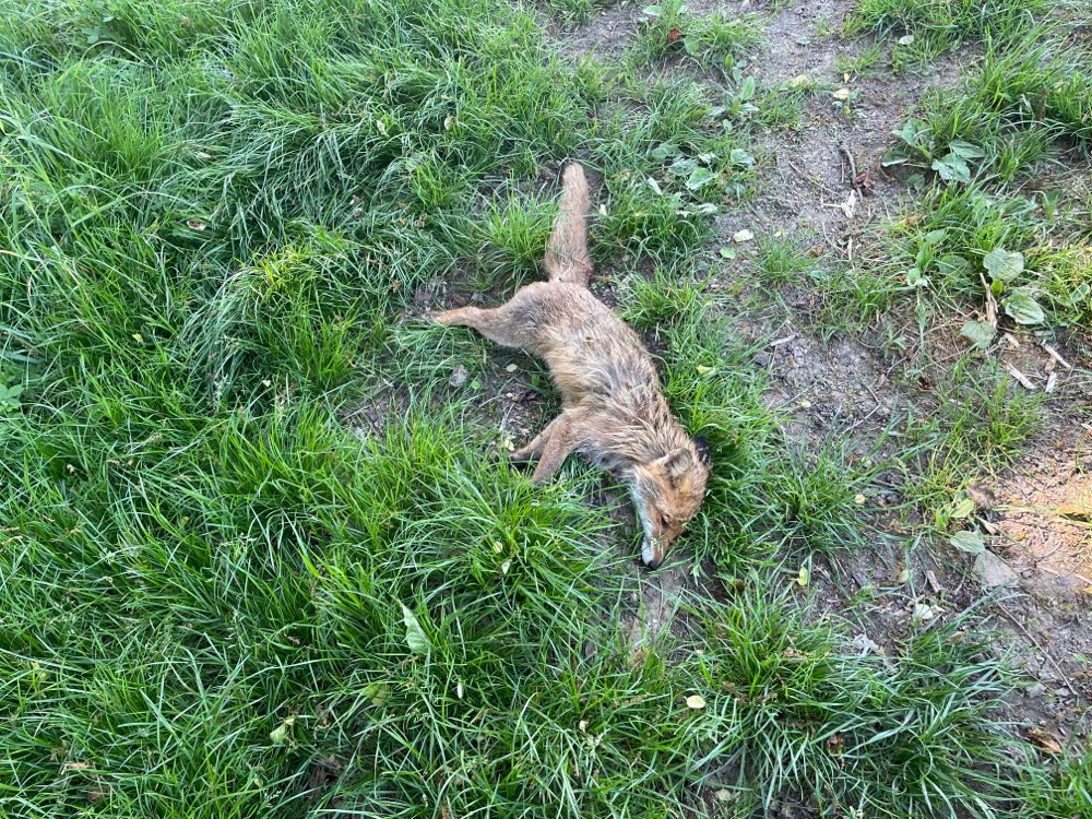 Giftköder-Toter Fuchs Bad Wimpfen Hohenstadt-Profilbild
