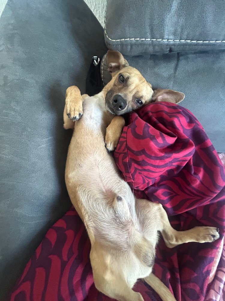 Hundetreffen-Gassi Runde und spielen mit-Profilbild