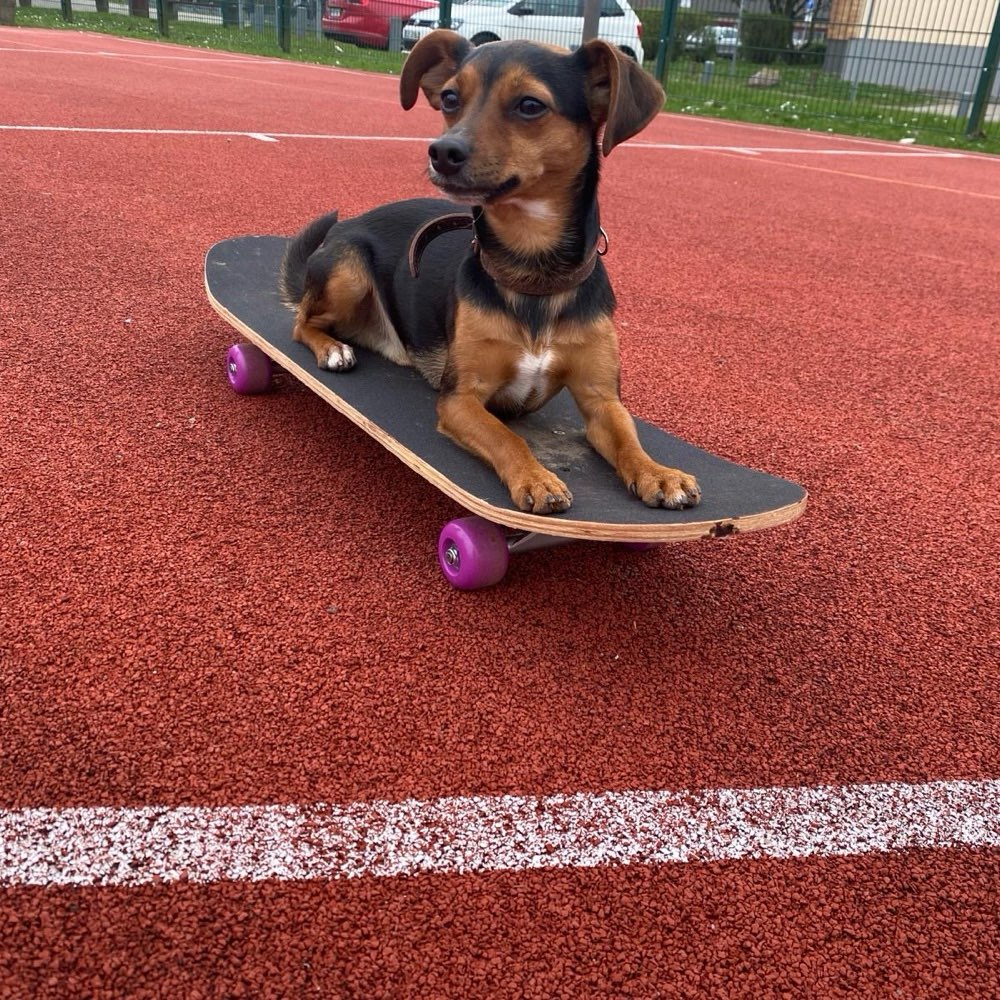 Hundetreffen-Trainingstreff-Profilbild