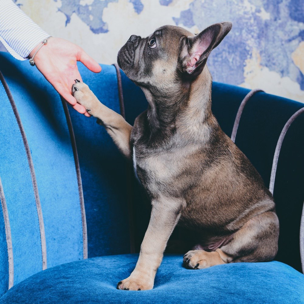 Hundetreffen-Welpentreffen-Profilbild