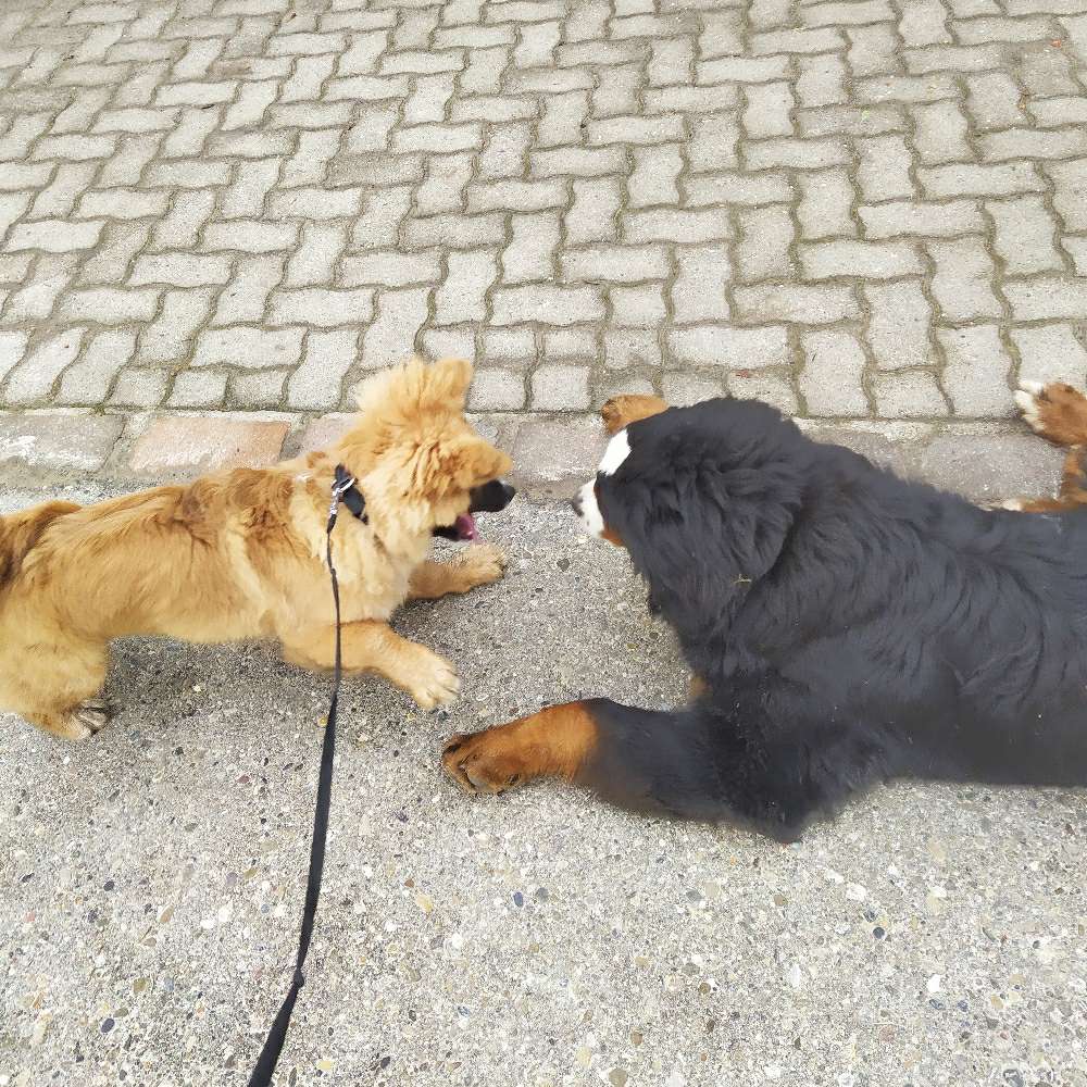 Hundetreffen-Playdate für Mina-Profilbild