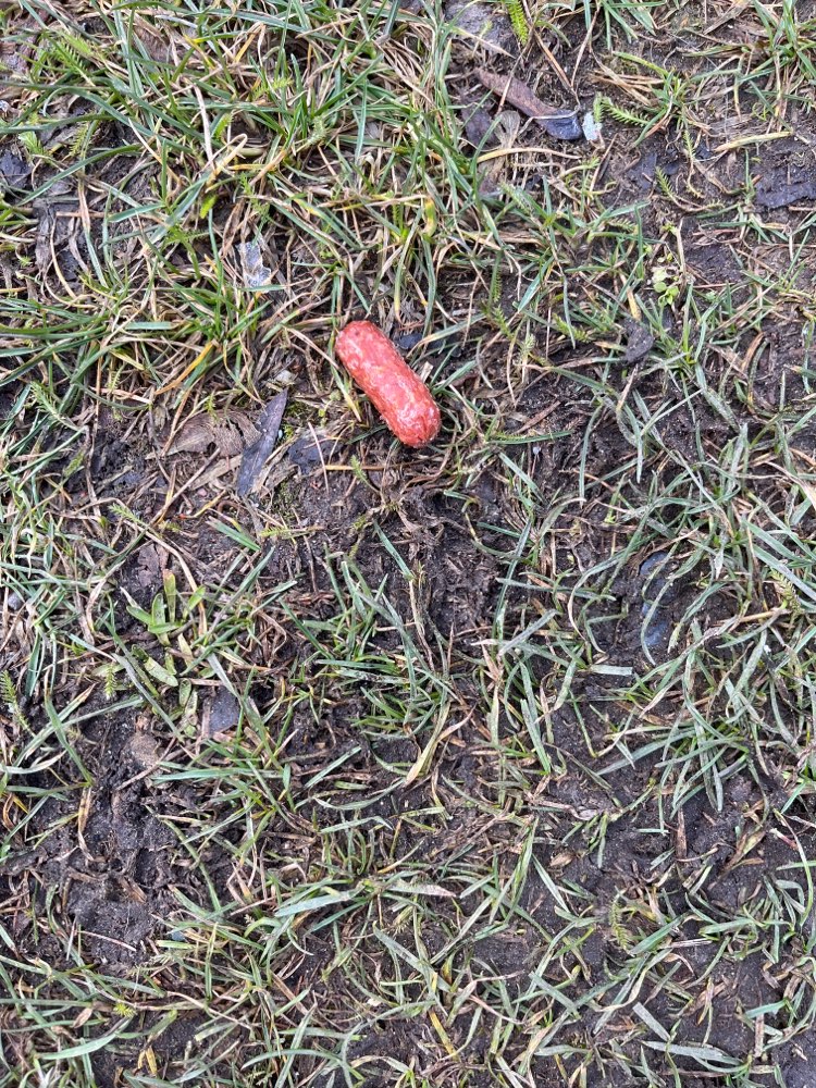 Giftköder-Minisalamis vielleicht vergiftet-Profilbild