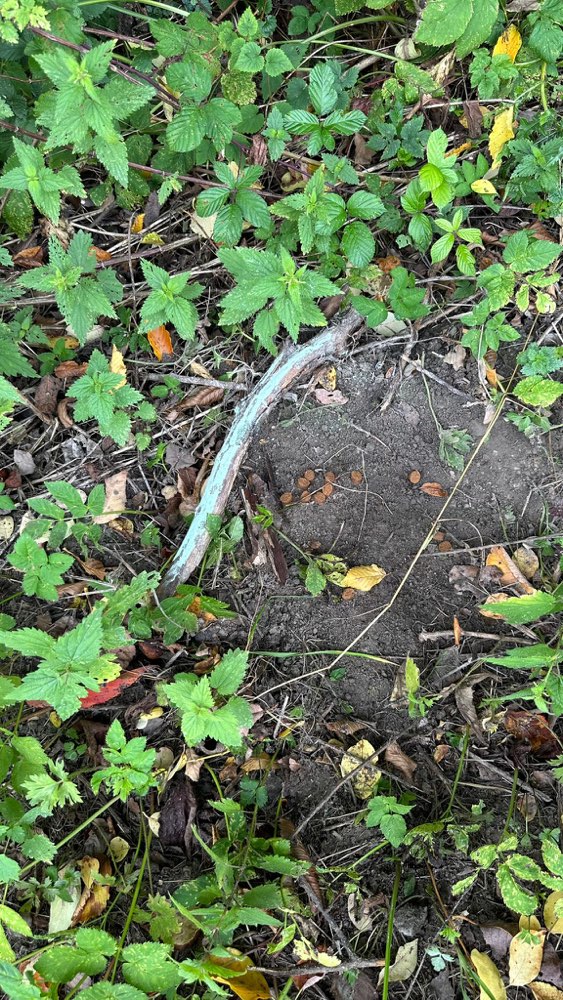 Giftköder-Giftköder und Futter ausgelegt-Profilbild