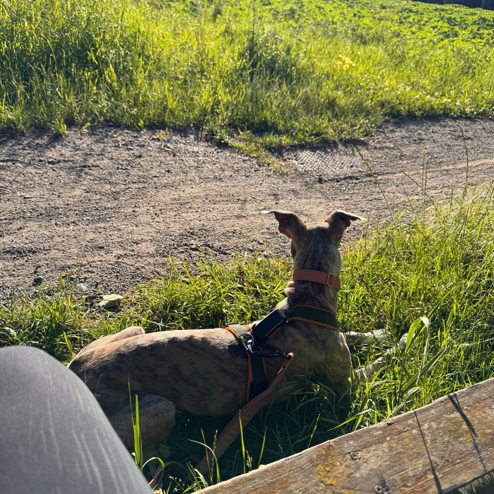Hundetreffen-Windhund-Treffen-Profilbild