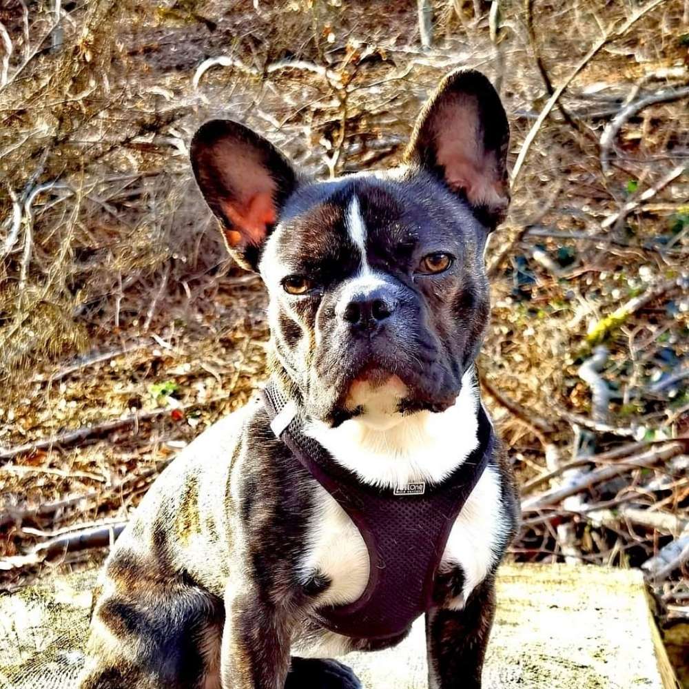 Hundetreffen-Robuste Spielgefährten gesucht-Profilbild