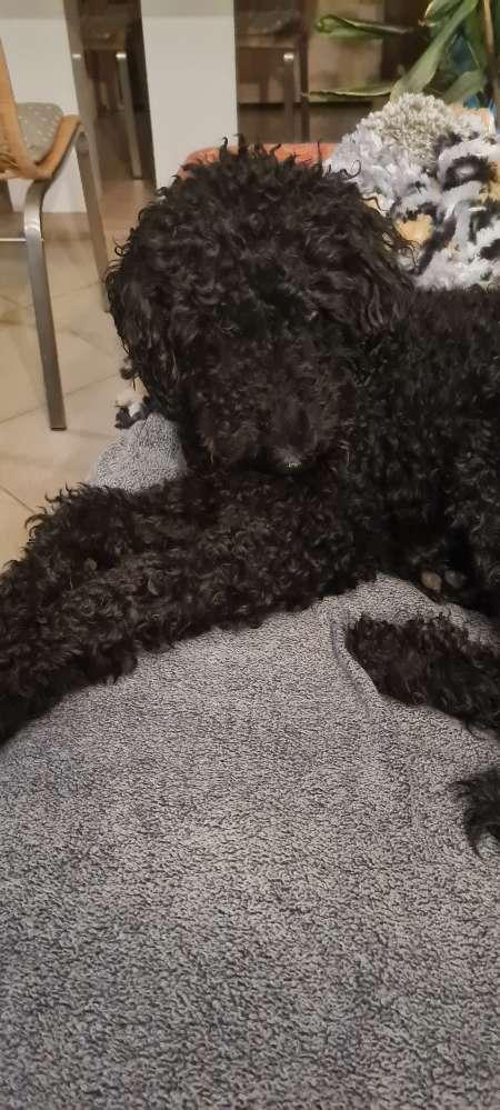 Hundetreffen-Pudel bzw. Doodletreffen-Profilbild