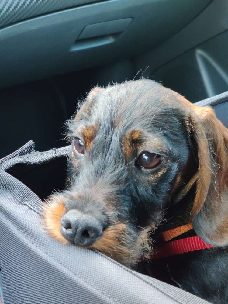 Hundetreffen-Gassirunde und Spielkameraden gesucht-Profilbild