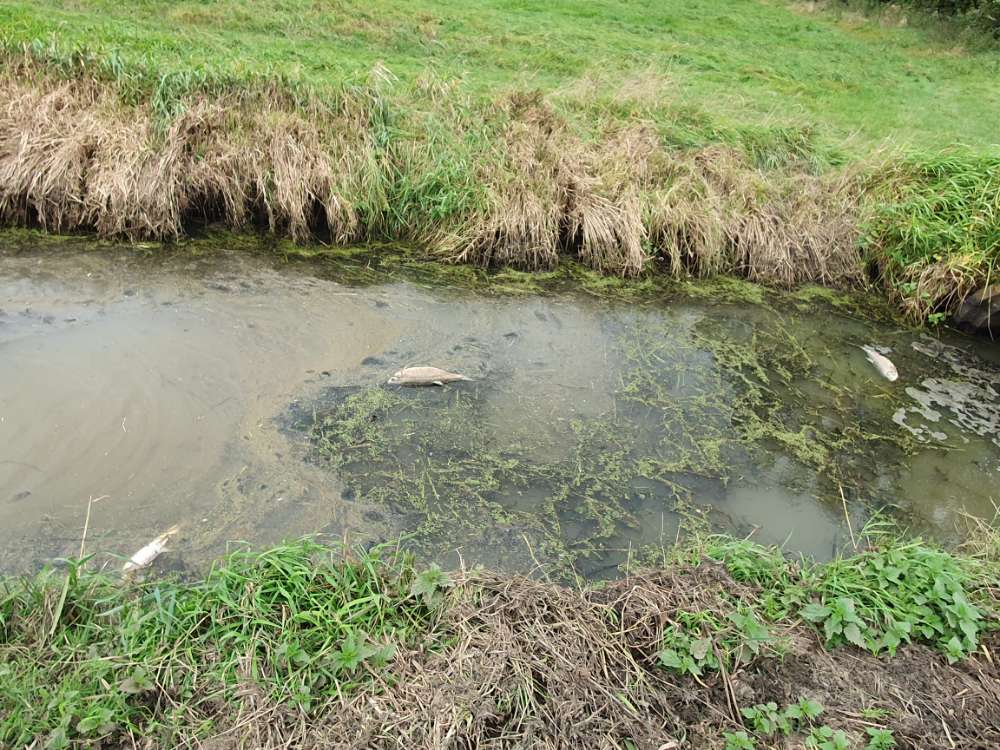Giftköder-Tote Fische-Profilbild
