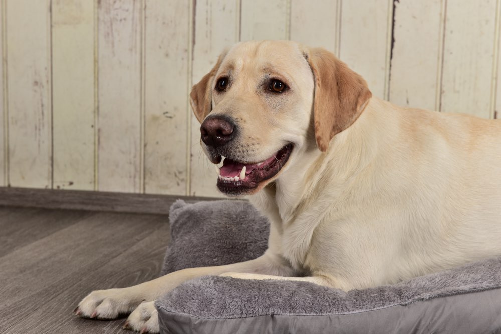 Hundetreffen-Spielgefährte gesucht in Harburg und Umgebung-Profilbild