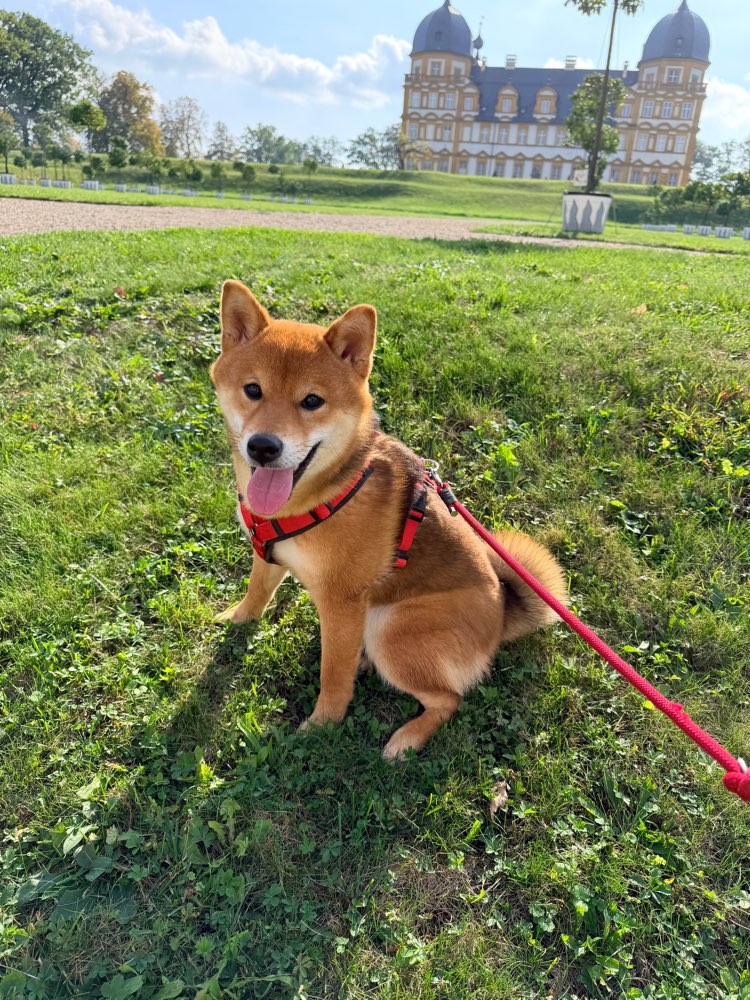 Hundetreffen-Spielpartner für Daiki gesucht 🐾-Profilbild