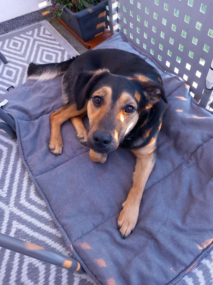 Hundetreffen-Sozial Walk / Sozialisierungshilfe-Profilbild