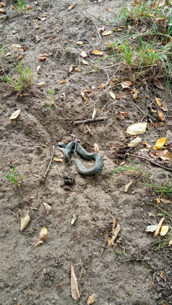 Giftköder-Tote Schlange-Profilbild