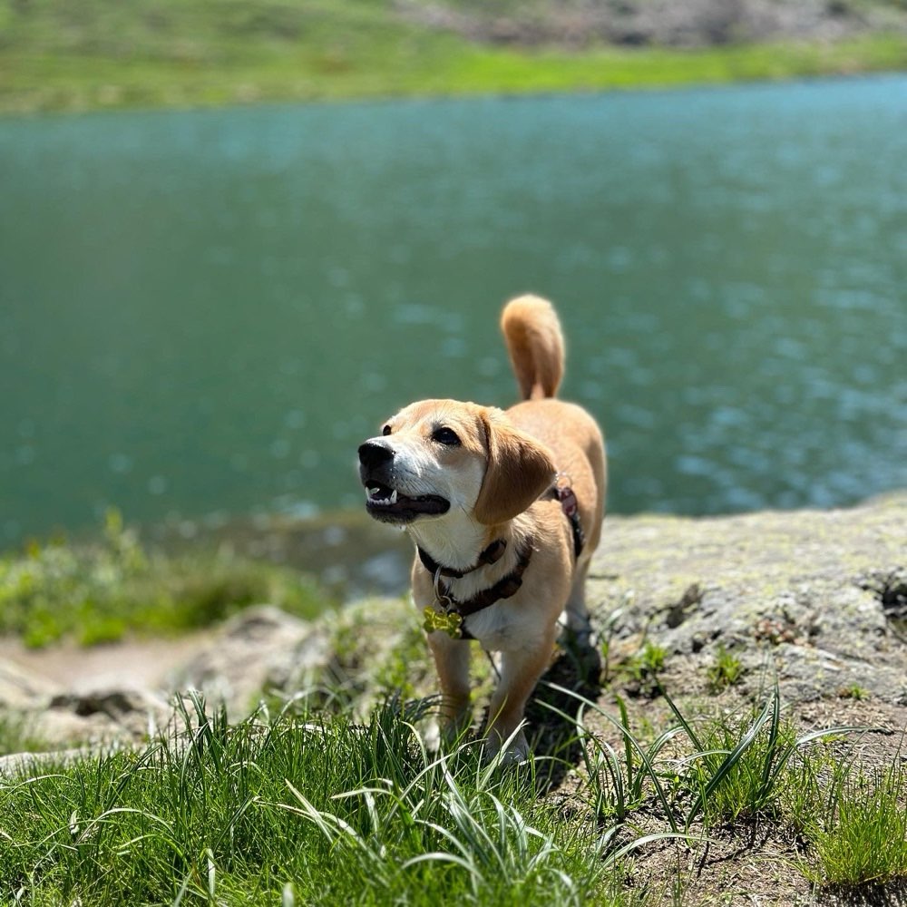 Hundetreffen-Treffen in Denkendorf-Profilbild