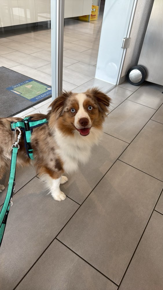 Hundetreffen-Üben von Hundebegegnungen-Profilbild