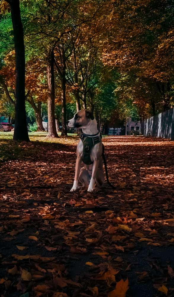 Hundetreffen-Reaktivitäts Training-Profilbild