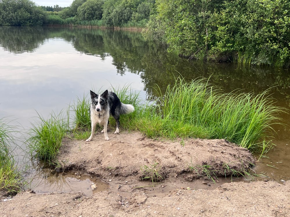 Hundetreffen-Bordercollies spielen halt anders!-Profilbild