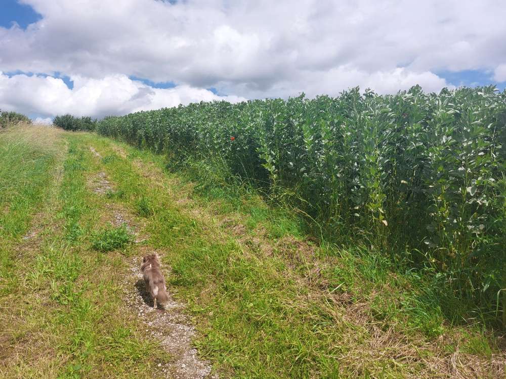 Hundetreffen-Kleinhund-Gassitreff in Frankfurt a.M.-Profilbild