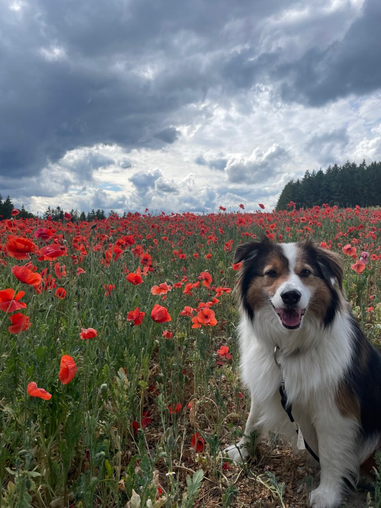 Hundetreffen-Trainingspaziergang-Profilbild