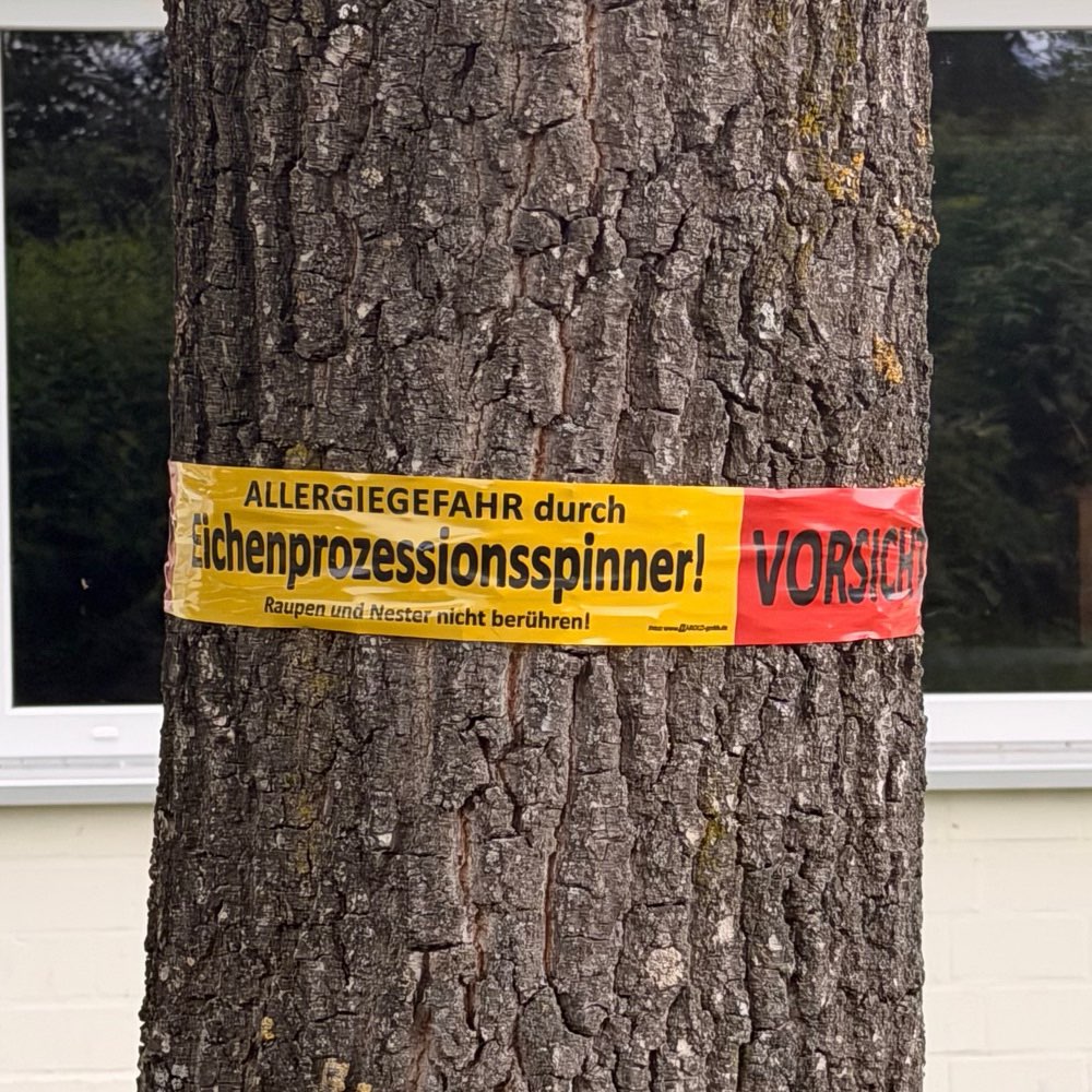 Giftköder-EichenProzessionsspinner-Profilbild