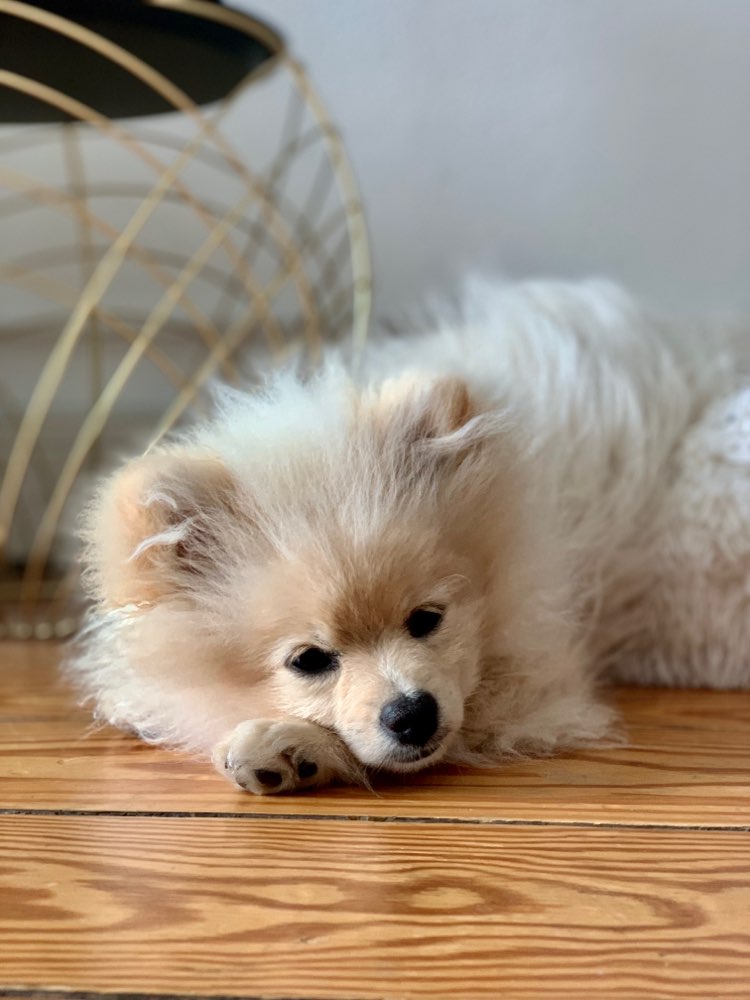 Hundetreffen-Sky sucht Freunde fürs Leben 🐶-Profilbild