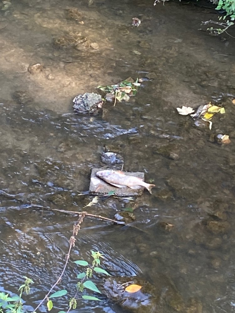 Giftköder-Evtl.  toter Fisch mit Gift-Profilbild