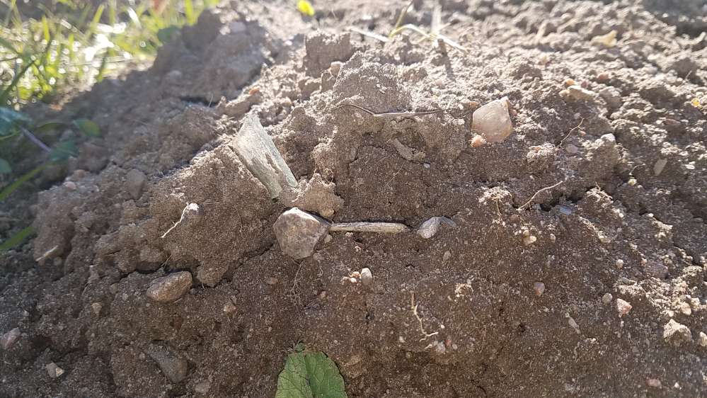 Giftköder-Glasscherben in Maulwurfshügeln-Profilbild