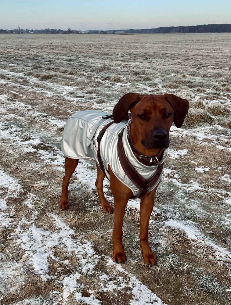Hundetreffen-Momo sucht einen souveränen Trainingspartner-Profilbild